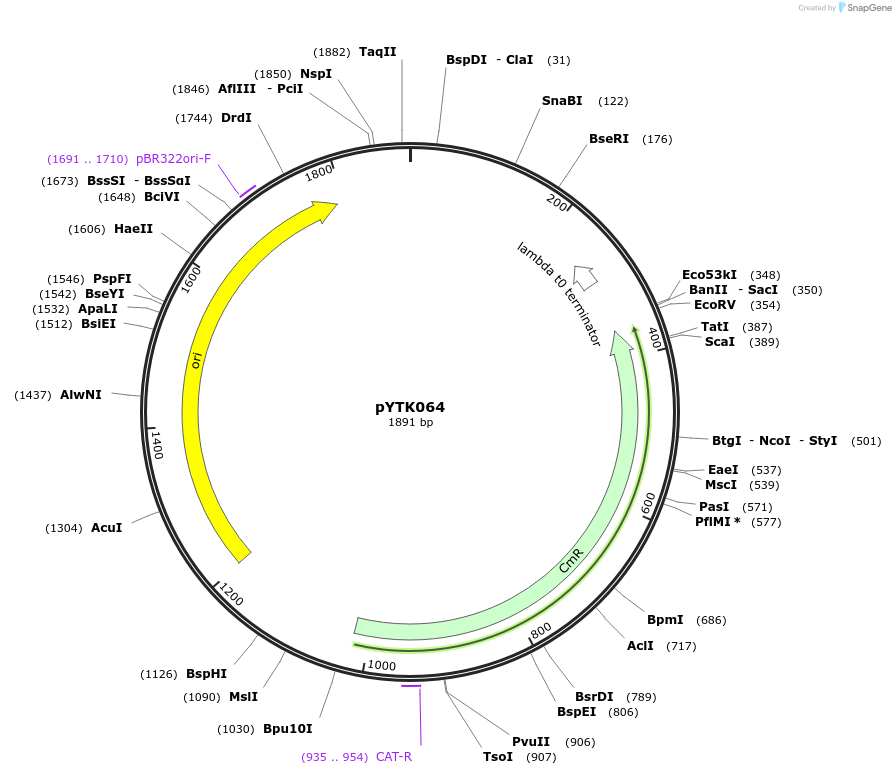 65171-plasmid-map-sequence-id-110224