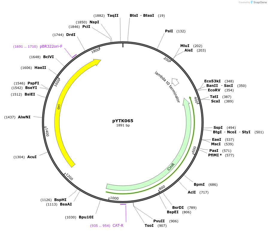 65172-plasmid-map-sequence-id-110225