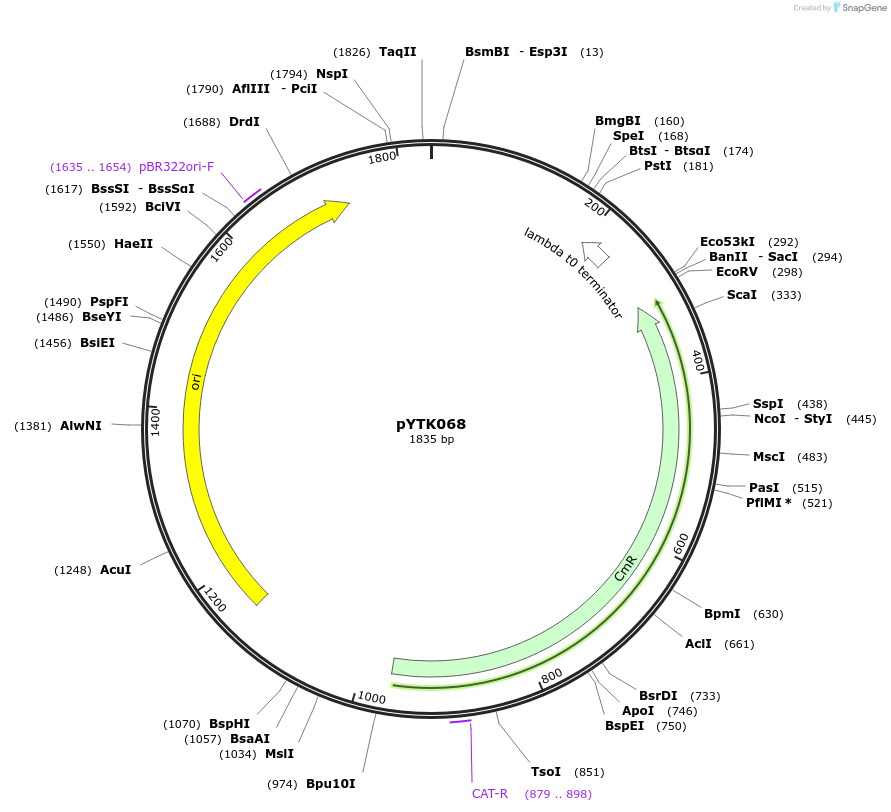 65175-plasmid-map-sequence-id-110228