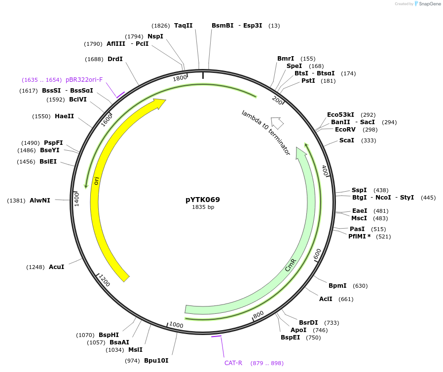 65176-plasmid-map-sequence-id-110229