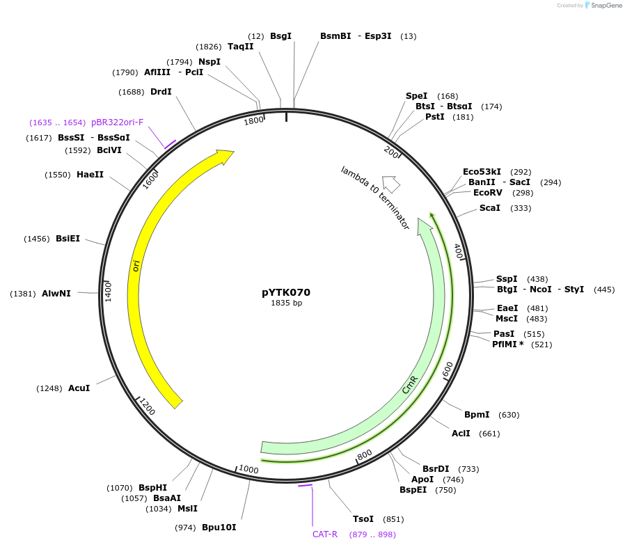 65177-plasmid-map-sequence-id-110230