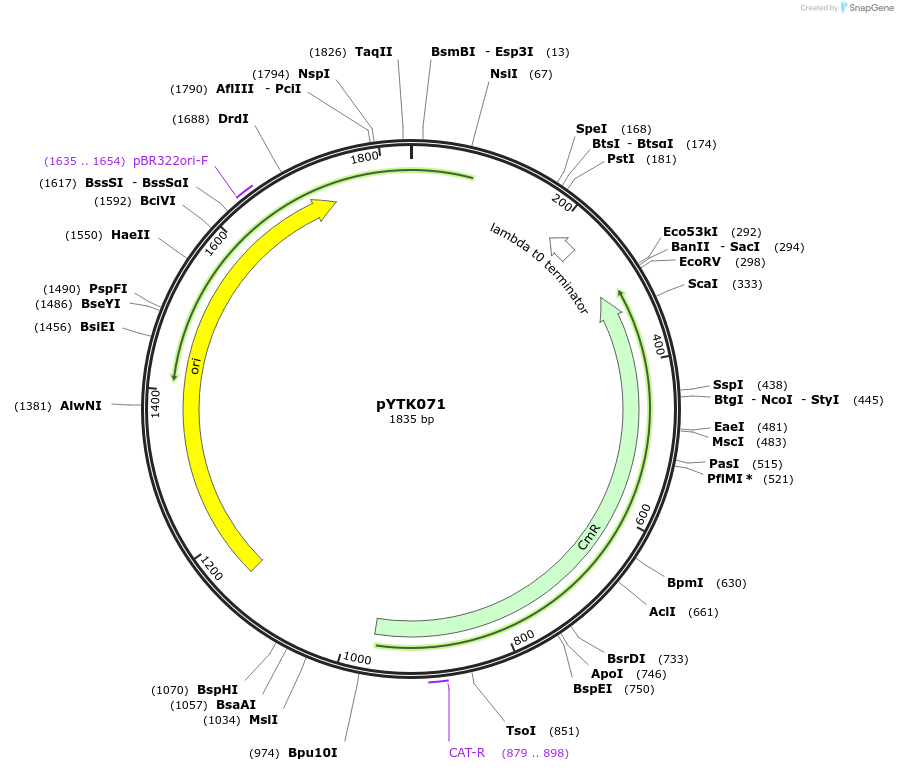 65178-plasmid-map-sequence-id-110231
