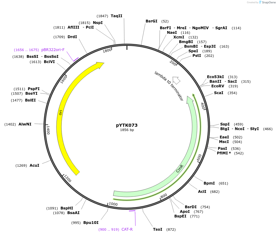 65180-plasmid-map-sequence-id-110233