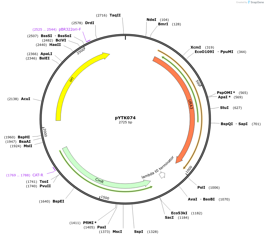 65181-plasmid-map-sequence-id-110234