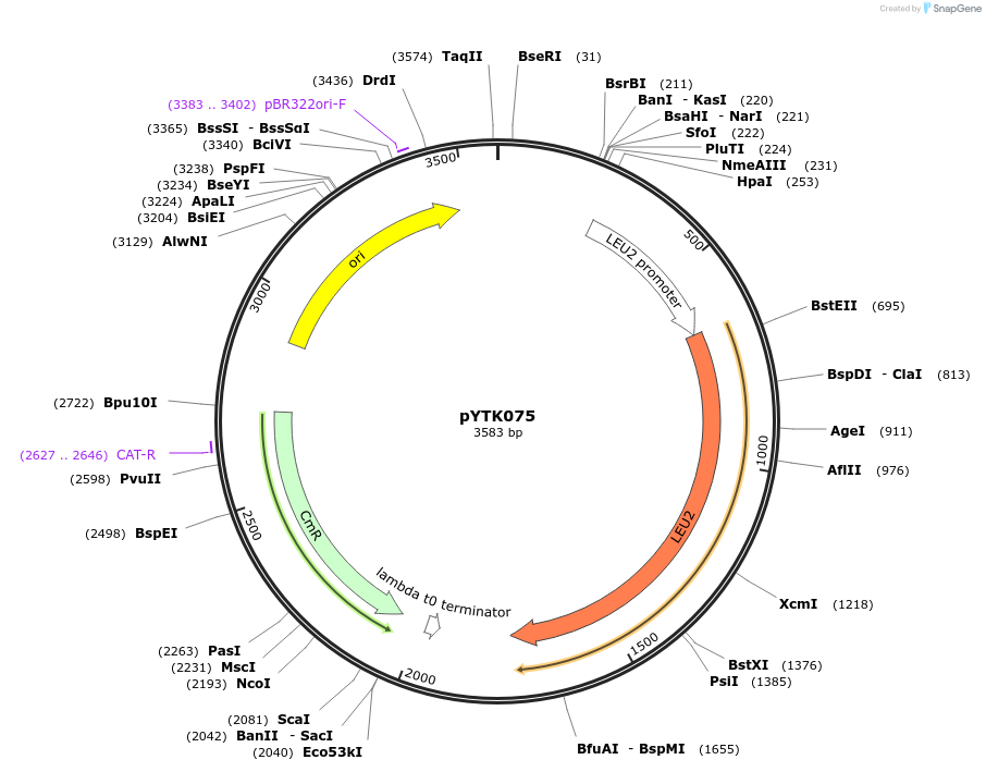 65182-plasmid-map-sequence-id-110235