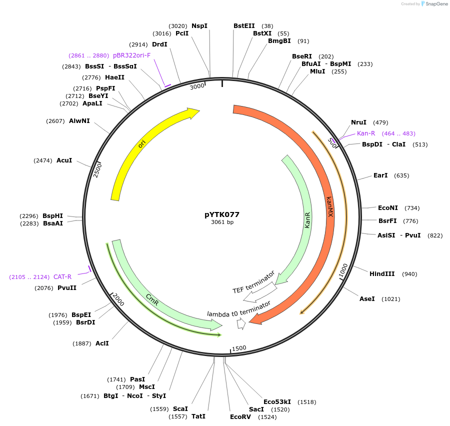 65184-plasmid-map-sequence-id-110237