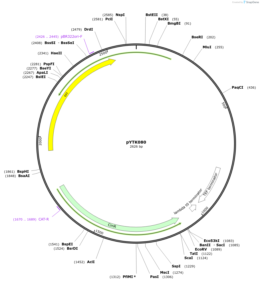 65187-plasmid-map-sequence-id-110240