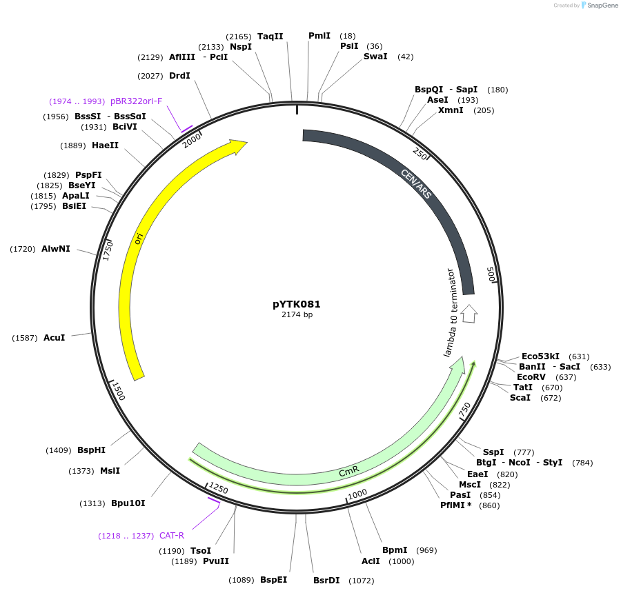 65188-plasmid-map-sequence-id-110241