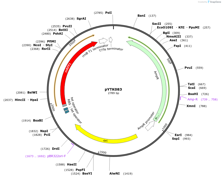 65190-plasmid-map-sequence-id-110243