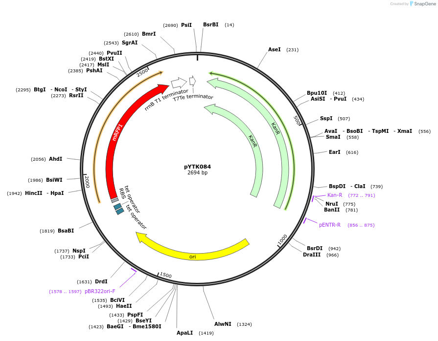 65191-plasmid-map-sequence-id-110244