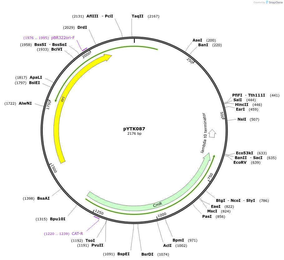 65194-plasmid-map-sequence-id-110247