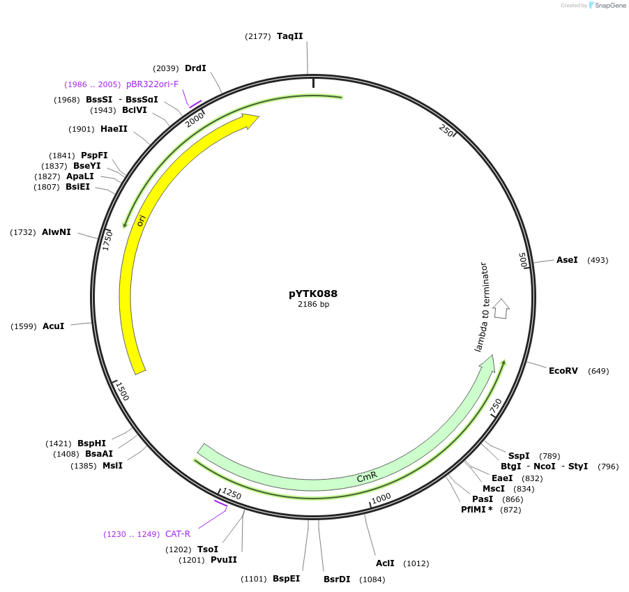 65195-plasmid-map-sequence-id-110248