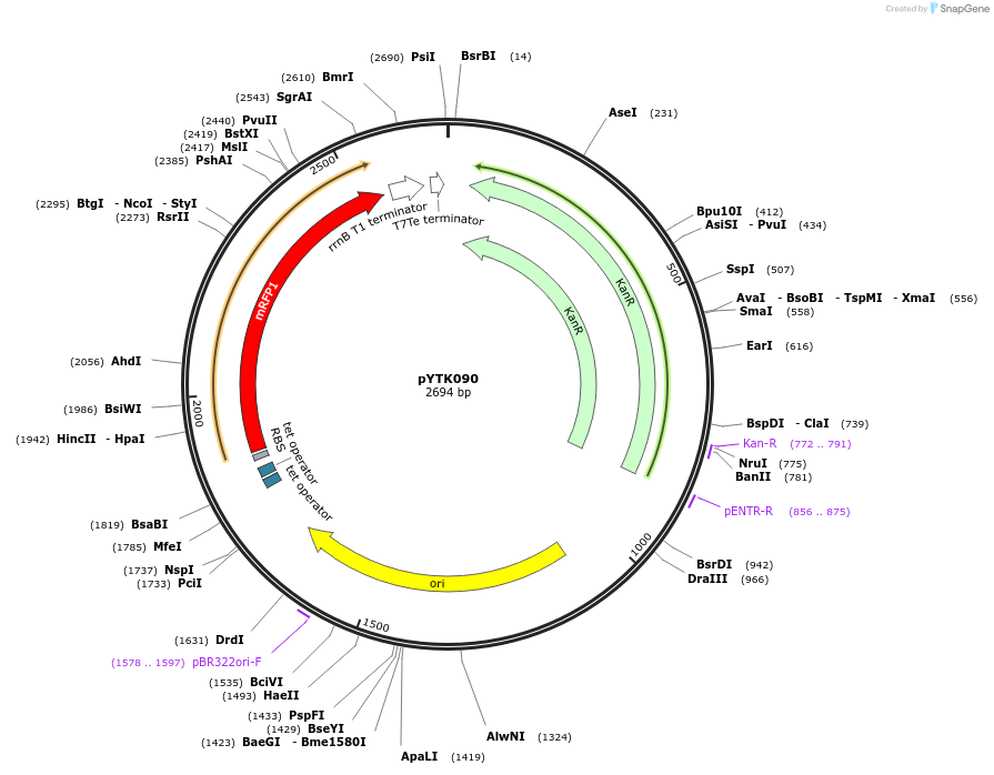 65197-plasmid-map-sequence-id-110250