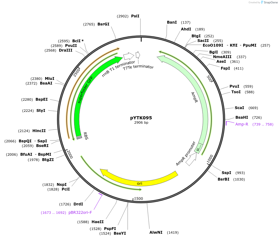 65202-plasmid-map-sequence-id-110255