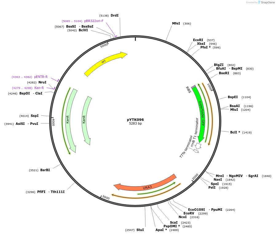65203-plasmid-map-sequence-id-110256