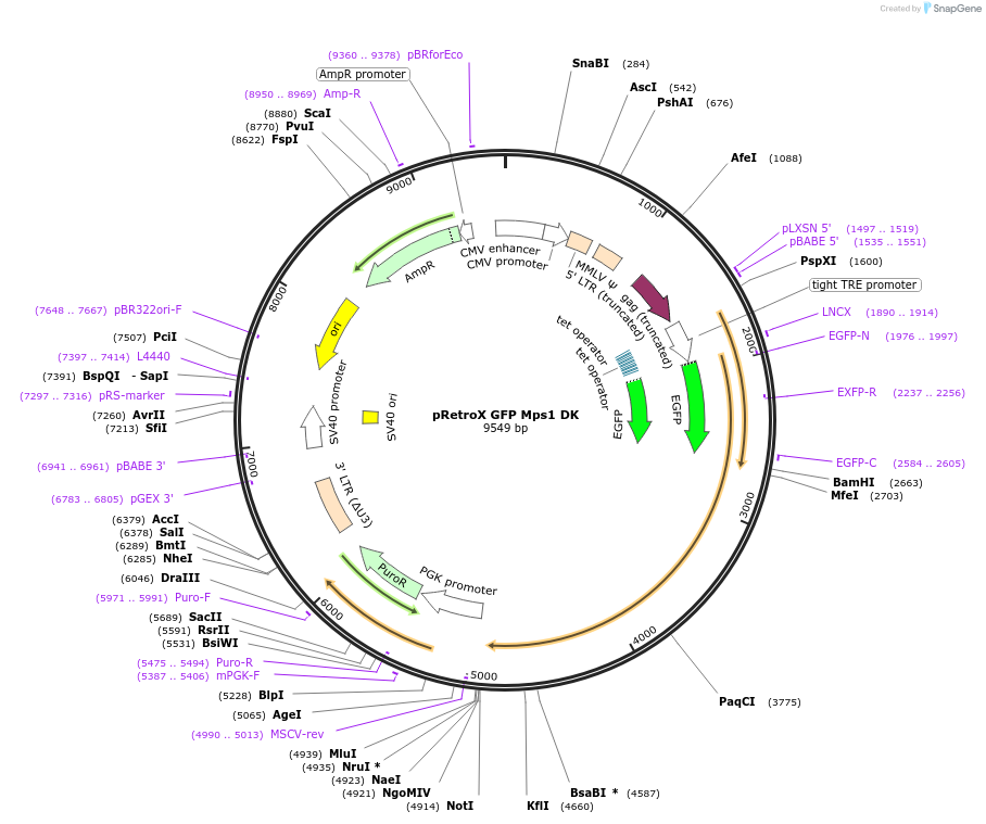 63703-plasmid-map-sequence-id-110294