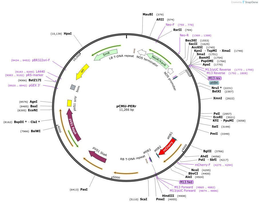 61202-plasmid-map-sequence-id-110347