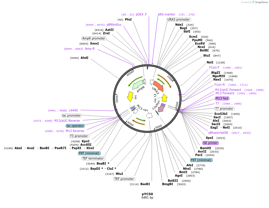 63906-plasmid-map-sequence-id-110409