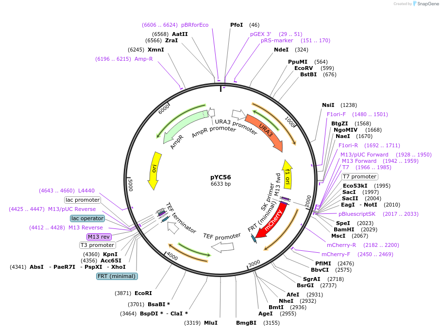 63910-plasmid-map-sequence-id-110446
