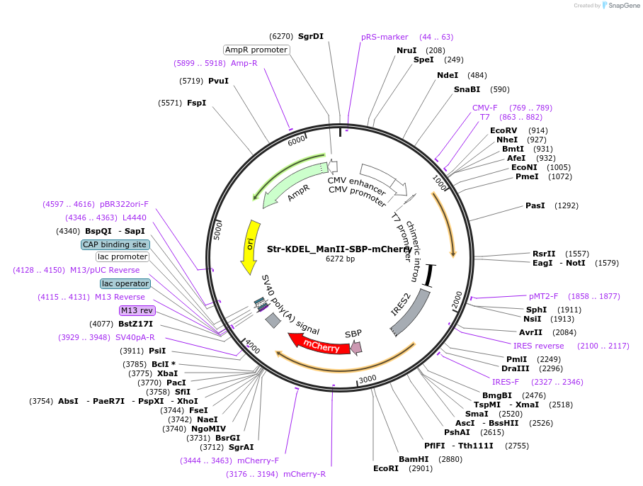 65253-plasmid-map-sequence-id-110461