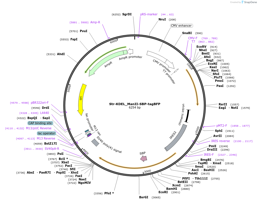 65254-plasmid-map-sequence-id-110462