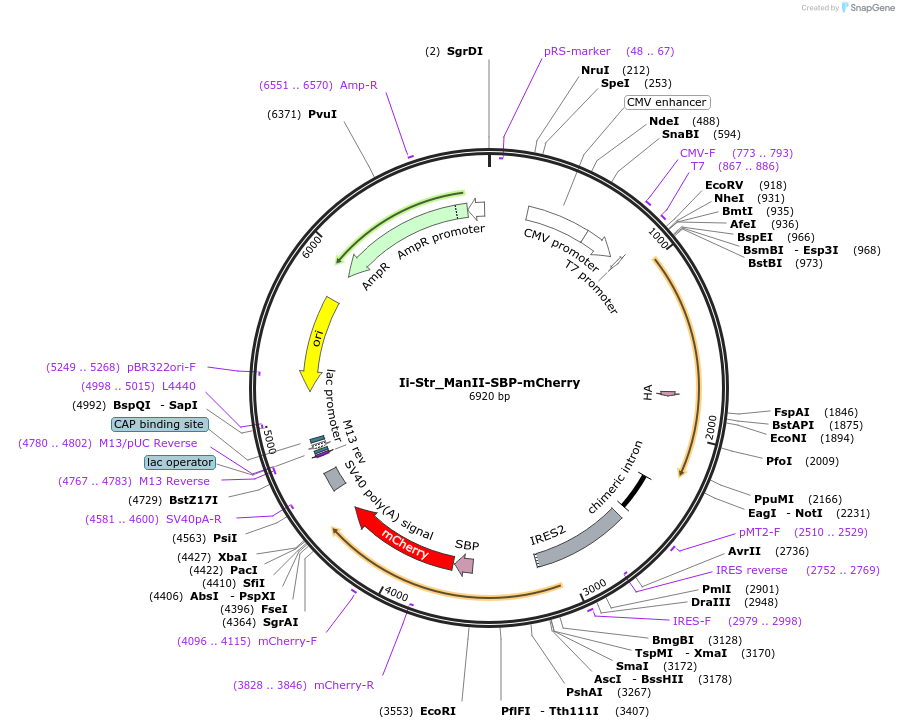 65256-plasmid-map-sequence-id-110464