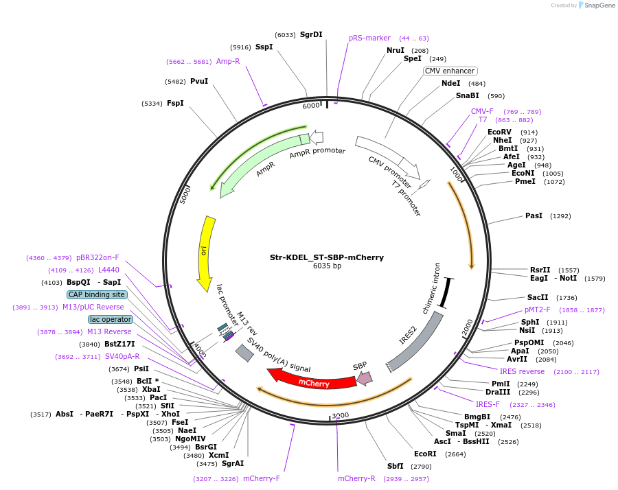 65265-plasmid-map-sequence-id-110473