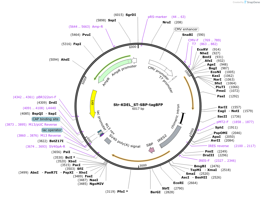65266-plasmid-map-sequence-id-110474