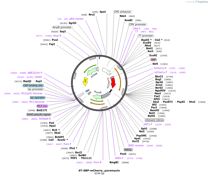 65271-plasmid-map-sequence-id-110479