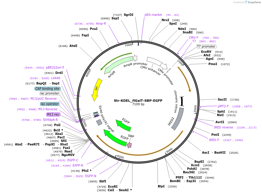 65272-plasmid-map-sequence-id-110480