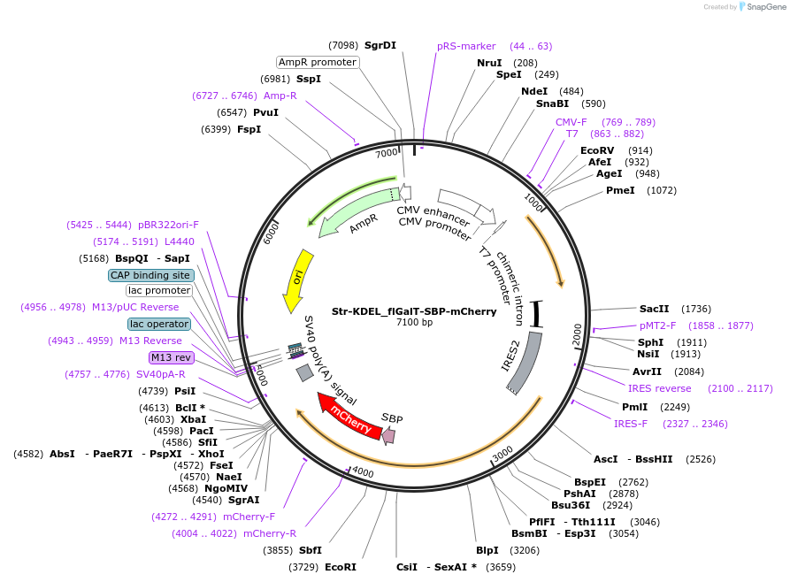 65273-plasmid-map-sequence-id-110481