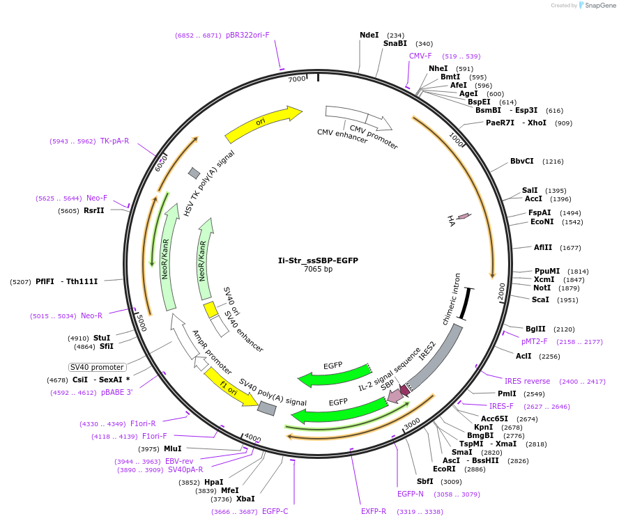 65277-plasmid-map-sequence-id-110485