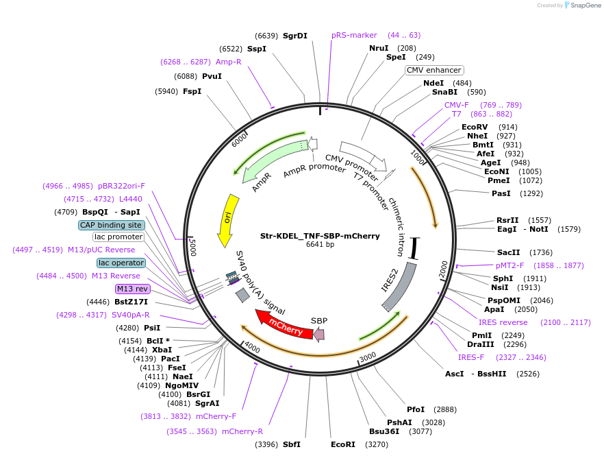 65279-plasmid-map-sequence-id-110487