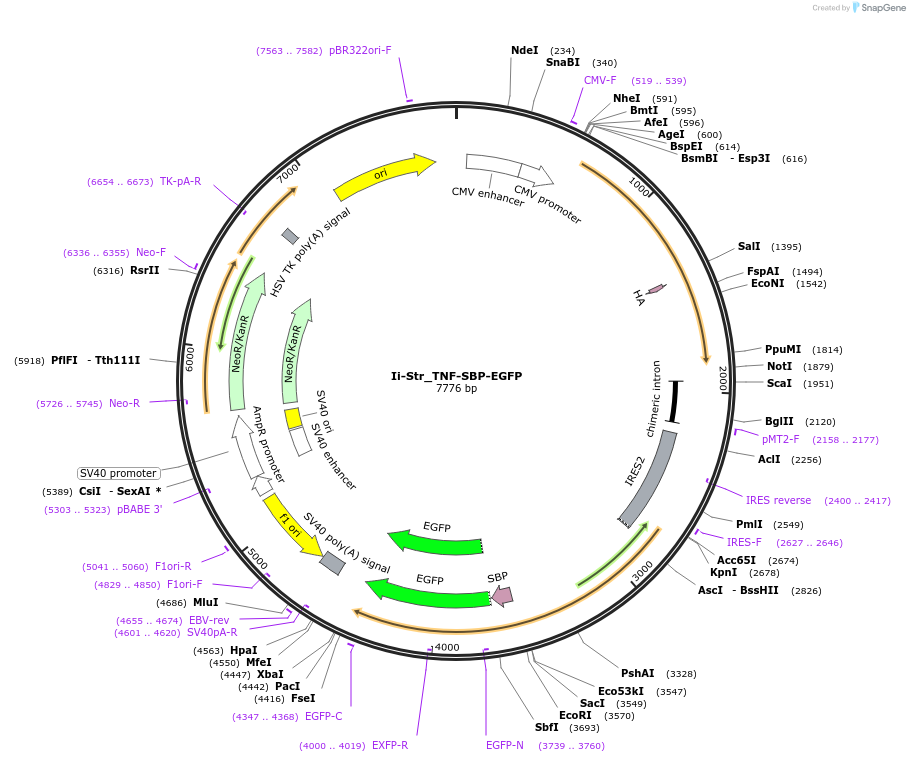 65280-plasmid-map-sequence-id-110488