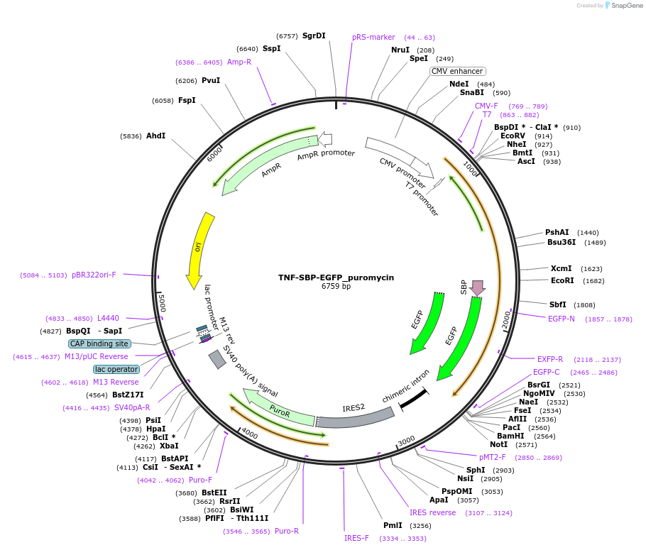 65284-plasmid-map-sequence-id-110492