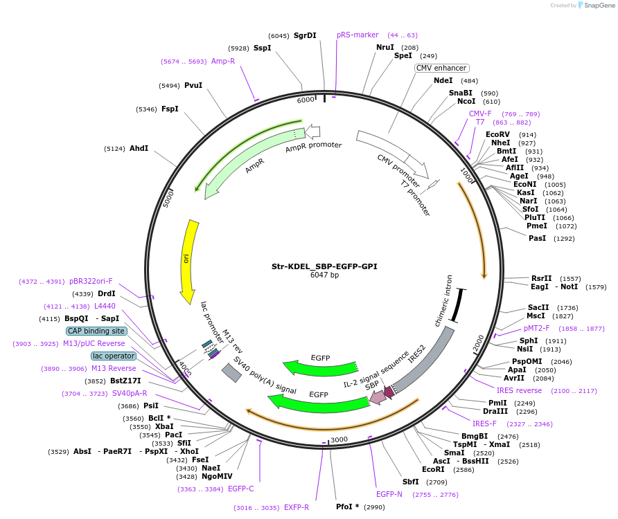 65294-plasmid-map-sequence-id-110502