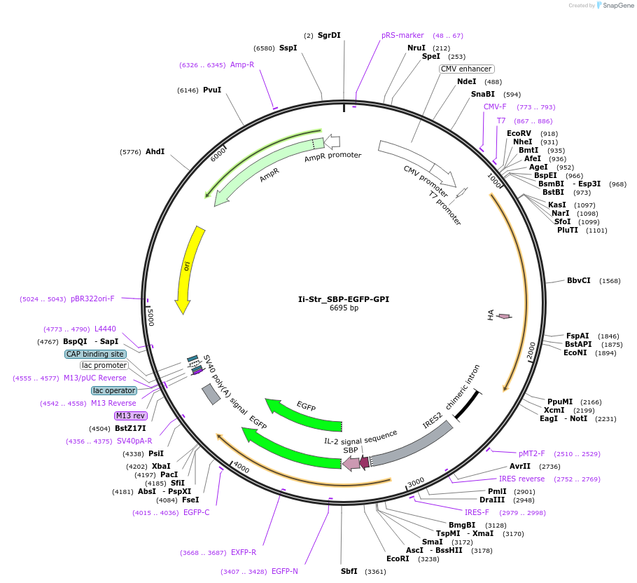 65296-plasmid-map-sequence-id-110504