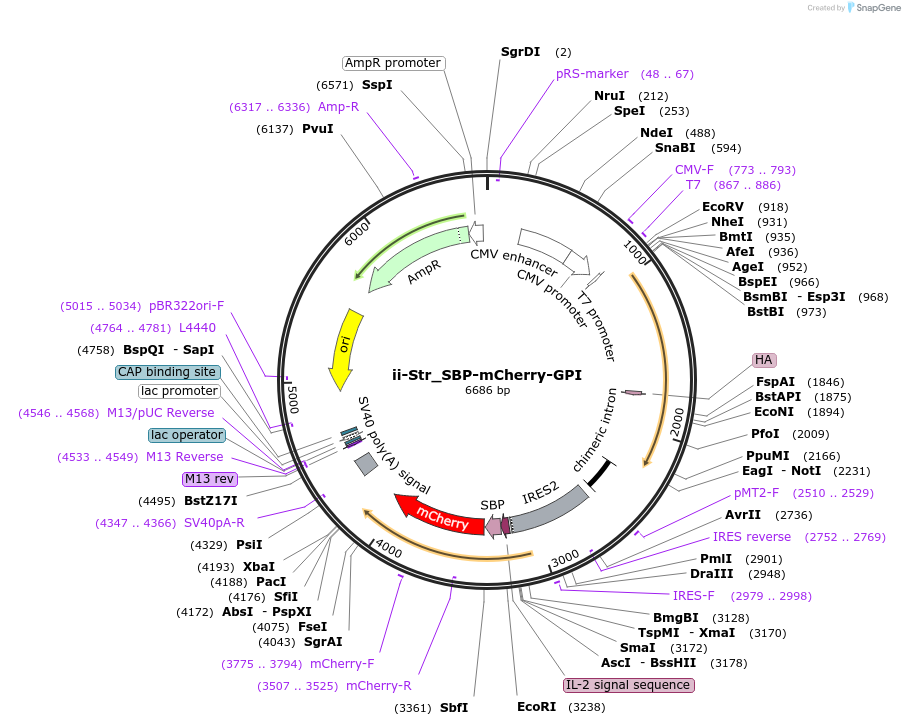 65297-plasmid-map-sequence-id-110505