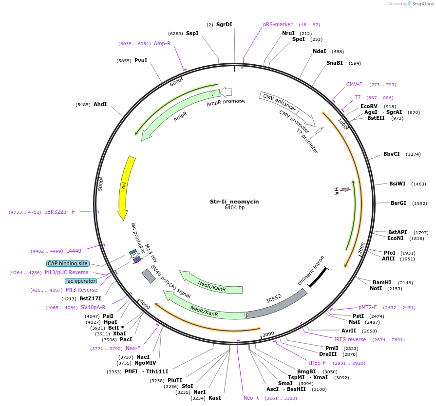 65312-plasmid-map-sequence-id-110520
