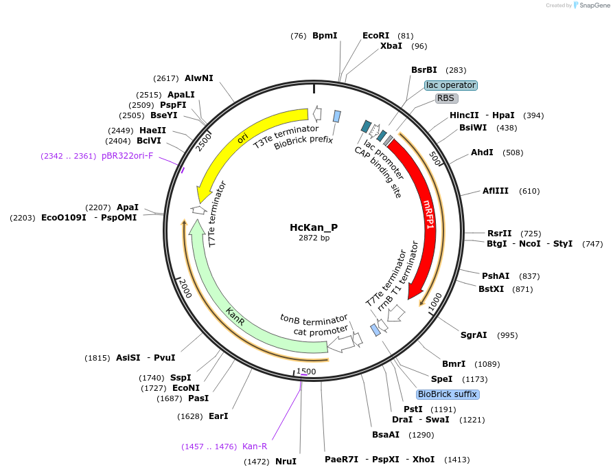 65314-plasmid-map-sequence-id-110547