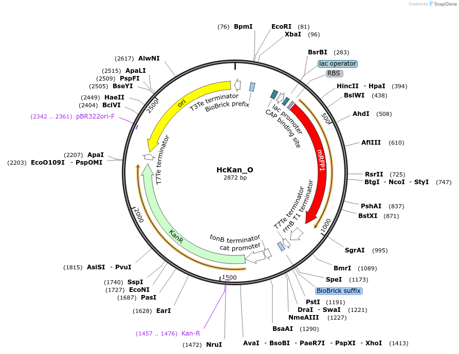 65315-plasmid-map-sequence-id-110548