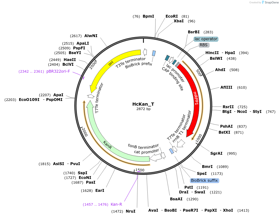 65316-plasmid-map-sequence-id-110549
