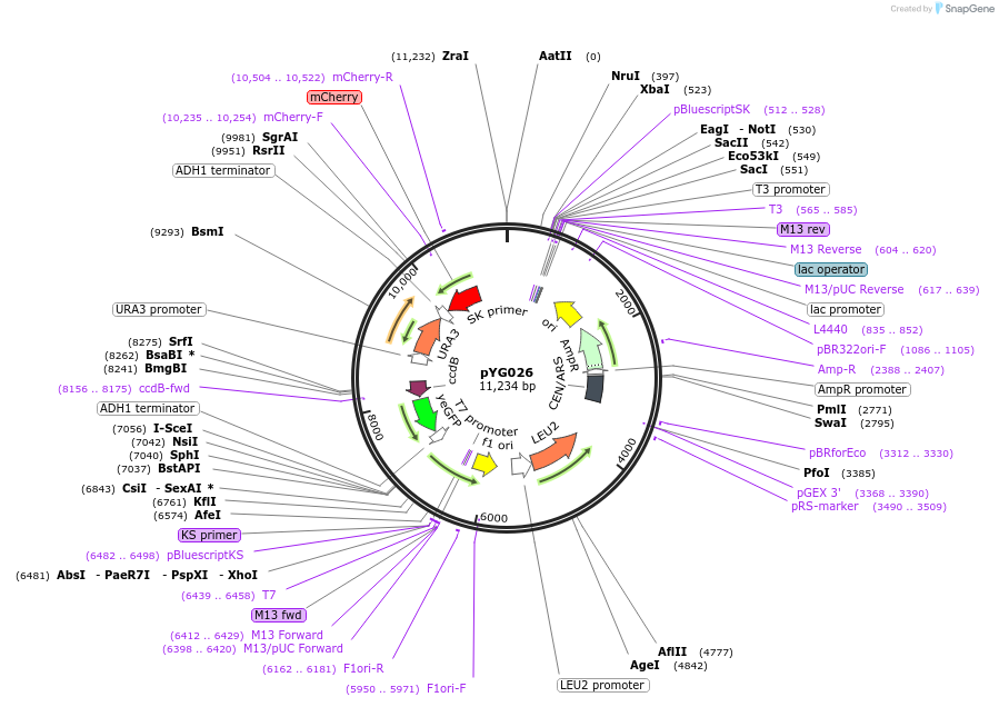 65328-plasmid-map-sequence-id-110561