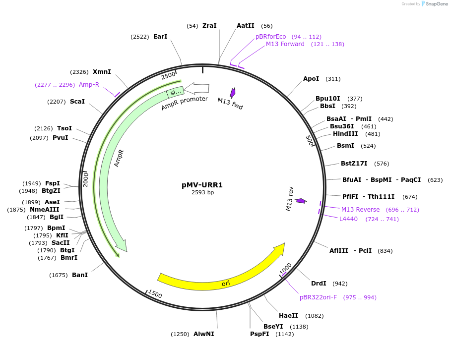 65331-plasmid-map-sequence-id-110564