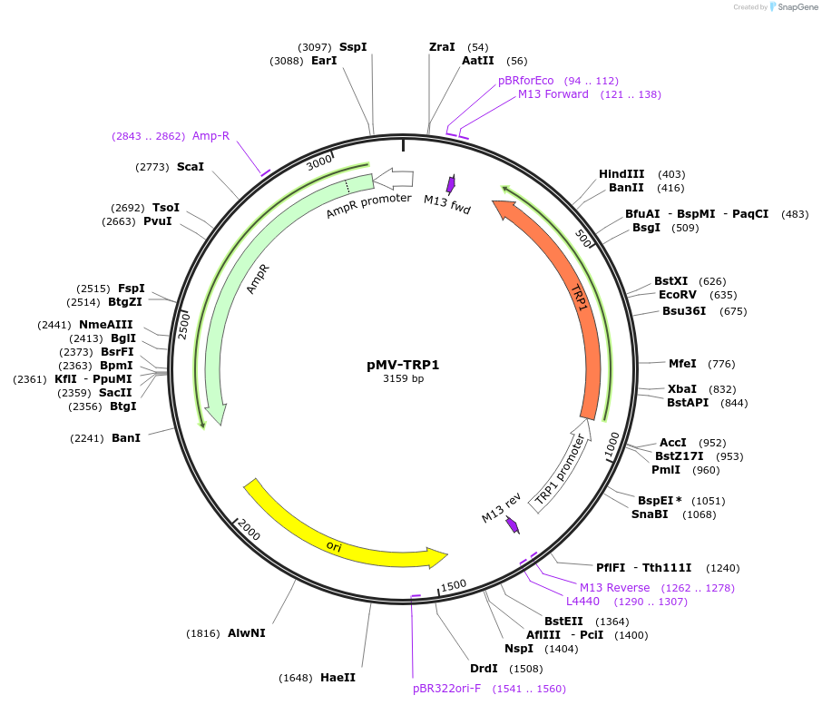 65335-plasmid-map-sequence-id-110568