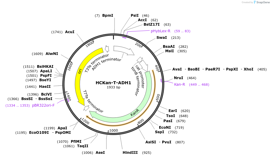 65339-plasmid-map-sequence-id-110572