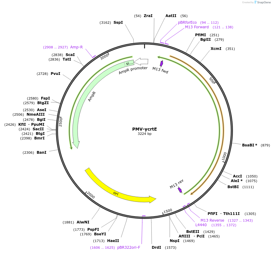 65341-plasmid-map-sequence-id-110574