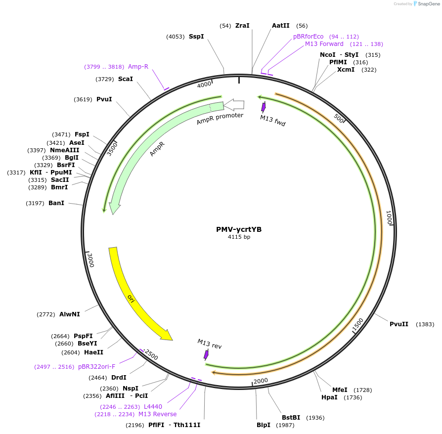 65343-plasmid-map-sequence-id-110576