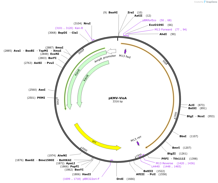 65347-plasmid-map-sequence-id-110580