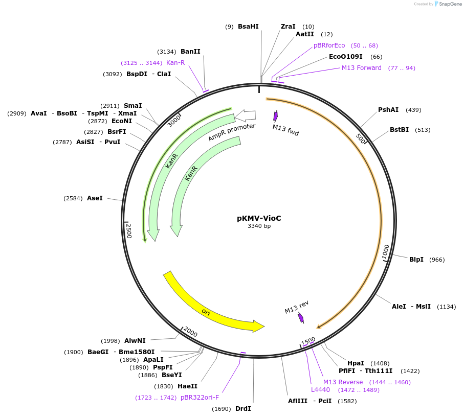 65349-plasmid-map-sequence-id-110582